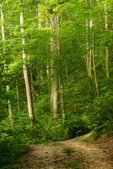Fototapeta premium Forest scene, North Carolina