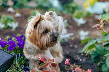 Yorkshire Terrier. A cute tiny dog stands in a flower bed and looks into the distance.