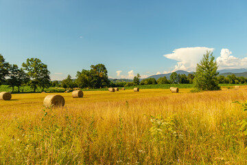 Obraz premium hay bales in the field