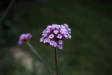 Obraz premium purple flowers in the garden