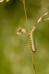 caterpillar on a leaf