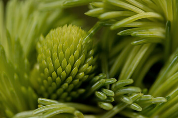 close up of green plant