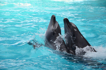 Two dolphins dancing in light blue water