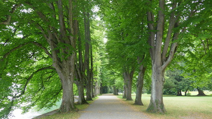 Allee im Lindenhofpark in Bad Schachen / Lindau