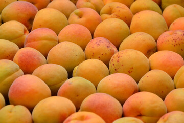 Apricots background. Fresh organic apricot fruits. Countryside garden harvest. Fruit salad, smoothie, pie and jam ingredient.