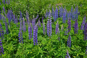 Vielblättrige Lupine ( Lupinus polyphyllus),  large-leaved lupin, garden lupin