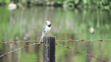 Beautiful bird sitting on a rusted stand