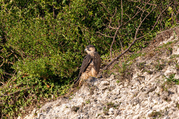 Peregrine Falcon, falco peregrinus