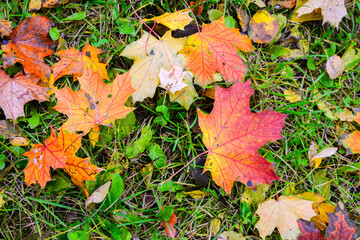 autumn leaves on the ground