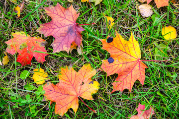 autumn leaves on the ground