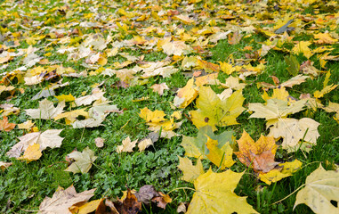 autumn leaves on the ground