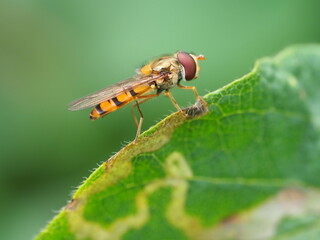 Schwebfliegen (Syrphidae), auch Stehfliegen oder Schwirrfliegen befinden sich oft auf blüten und...