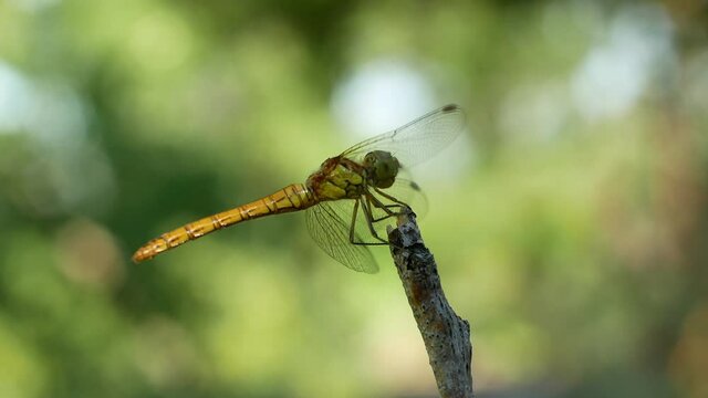 4K beautiful yellow black dragonfly sits on a tree branch. Dragonfly close-up