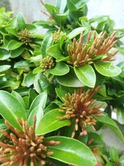 A Closeup shot at top angle of ixora buds and leaves.