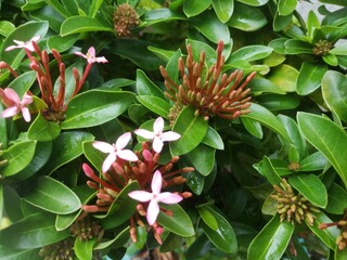 The Top angle view of Ixora flower and its buds.