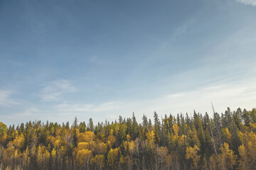 autumn in the forest