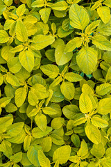 light green bush leaves background. garden work, vertical image