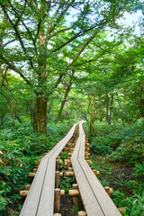 Obraz premium 北アルプス、上高地の木漏れ日の美しい新緑の森の中、木材で作られた木製の手作りの遊歩道。A wooden trail in the Northern alps.トンネル。中部山岳国立公園。火山地帯。森林浴。山開き、山小屋、山の日、山ガール。