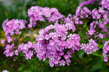 Beautiful flowers phlox paniculata. Flowering branch of purple phlox in the garden