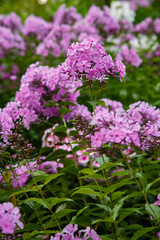 Blossom phlox paniculata in garden. Pink flower Phlox paniculata in natural background.