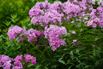 Obraz premium Beautiful flowers phlox paniculata. Flowering branch of purple phlox in the garden