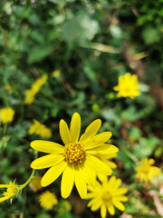 yellow flowers on a green background