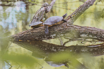 turtles in the pond