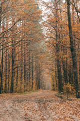 autumn in the forest