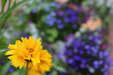 yellow flowers in the garden