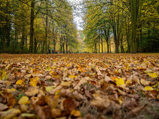 From ground between leaves forest view