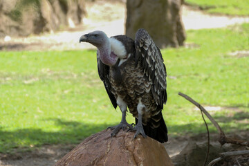 vulture perched on a rock