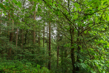 View of a forest with trees and thick vegetation in the north of Spain, horizontal