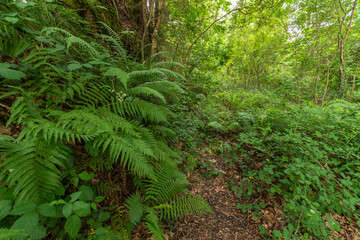 Horizontal view of the forest floor with ferns and trees in the north of Spain