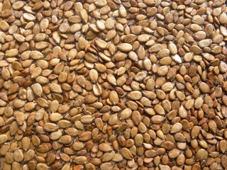 Brown color raw Watermelon seeds