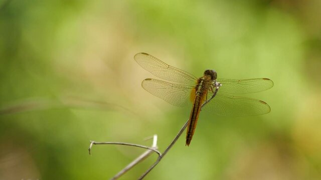 Beautiful golden dragonfly resting on stick, taking off, flying around, then landing back on stick.