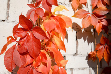 autumn ivy leaves on the wall