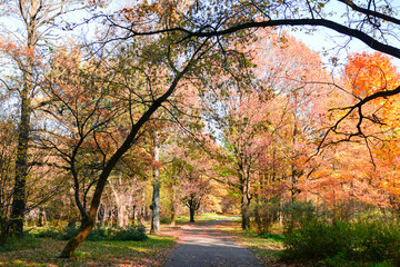 Fototapeta na wymiar autumn trees in the park road