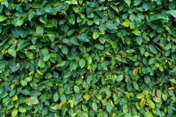 Fototapeta na wymiar natural spring background of bush leaves, park art concept. carpet of green leaves in the park.
