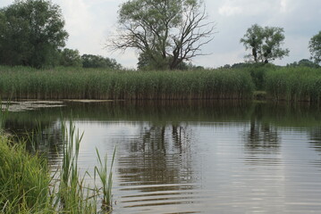 pond with reeds in summer