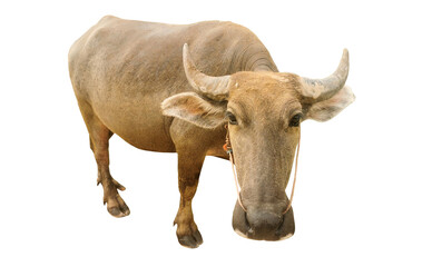 buffalo isolated from white background with work path.