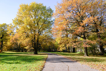 Park lane in autumn