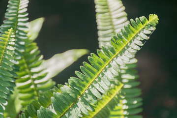 The oblique stripes of the image are light green and exposed to sunlight.