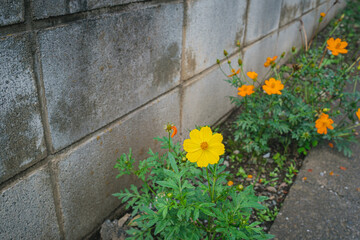 キバナコスモス