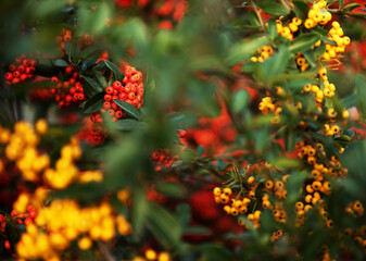 Abstract image of summer flowers background
