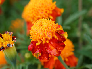 Tagetes patula - French Marigold 'Orange Flame' or Dwarf double Marigold, two-tone flowers with red ligulate petals surrounding a large yellow inflorescence in the centre