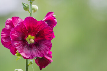 Large wine-colored Hollyhock flowers, Alcea rosea, soft green background copy space