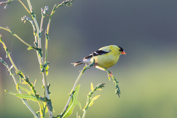 Beautiful Eastern Goldfinch, Carduelis tristis, perched on green plant at sunrise soft background