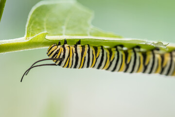 Monarch Butterfly caterpillar macro, Danaus plexippuson, on Swamp Milkweed, Incarnata