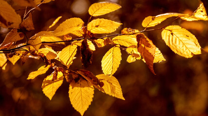 Tree branch with golden autumn leaves on a dark background in the sun