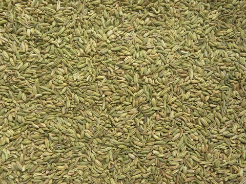 Green color raw fennel seeds